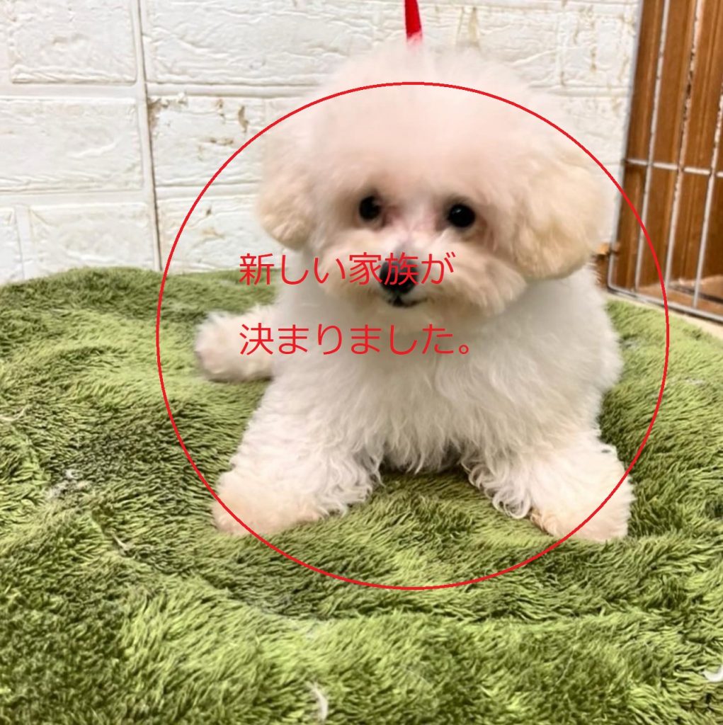 トイ・プードル