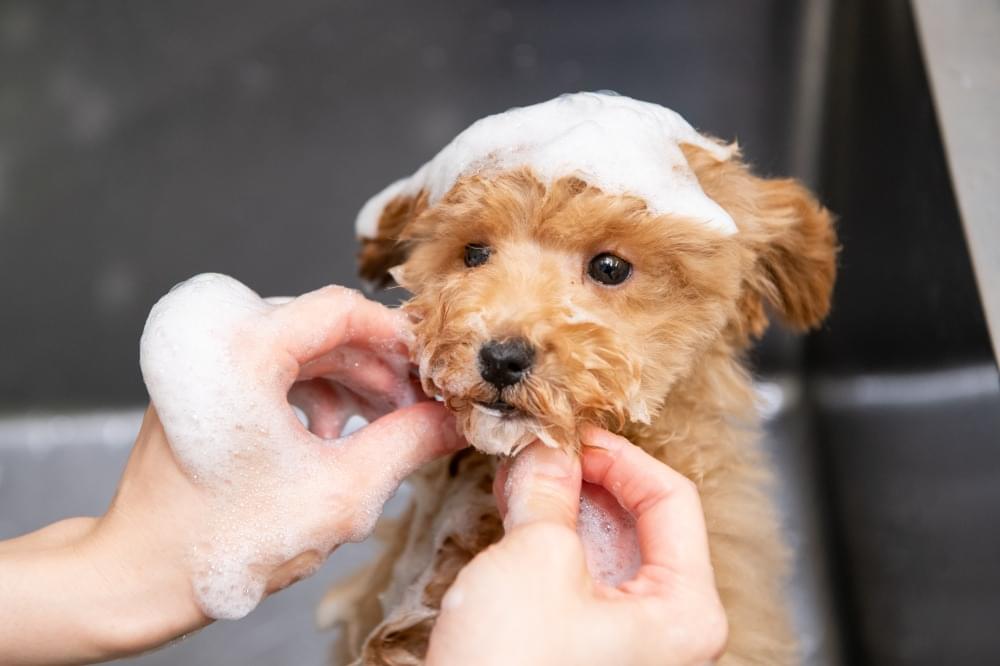 ワンちゃんにあったシャンプーをチョイス